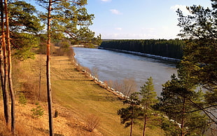 river between trees during daytime